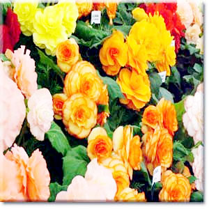 چه-گلی-توی-چه-ماهی-هدیه-بشه