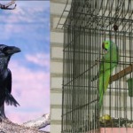 داستان کوتاه و جذاب(آفرینش کلاغ و طوطی),آفرینش کلاغ و طوطی,آفرینش زاغ و قناری,نیك گزینى خداوند,طوطی در قفس,کلاغ آزاد