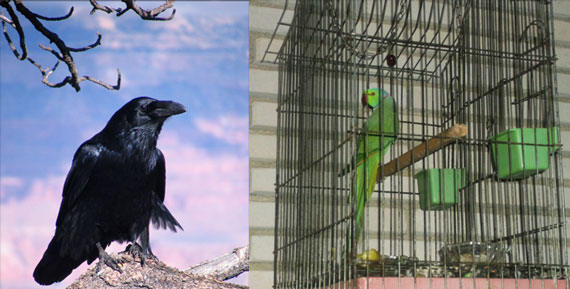 Parrots-and-crows