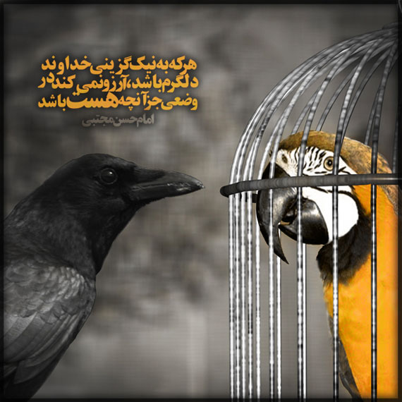 داستان کوتاه و جذاب(آفرینش کلاغ و طوطی),آفرینش کلاغ و طوطی,آفرینش زاغ و قناری,نیک گزینى خداوند,طوطی در قفس,کلاغ آزاد