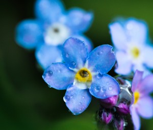 تصویر گل برای بک گراند,عکس گل برای بک گراند,عکس گل بک گراند,