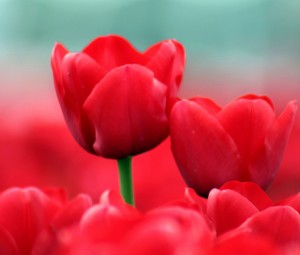 تصاویر گل با کیفیت بالا,عکس گل با کیفیت بالا,دانلود عکس گل با کیفیت بالا,عکسهای گل لاله,عکس گل لاله,تصویر گل با کیفیت بالا