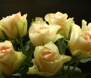 عکس گل رز زرد,عکسهای گل رز زرد,دانلود عکس گل رز زرد,عکس از گل رز زرد,عکس دسته گل رز زرد,تصویر گل رز زرد
