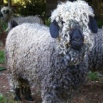 نامه یک گوسفند به مادرش