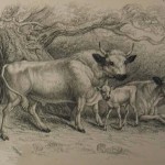 داستان کوتاه و جذاب(شانس ازدواج و گاو),شانس ازدواج و گاو,شانس اول برای ازدواج ,گاوی که دم نداشت